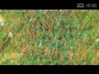 WCBA������B�� �����VS���Ż������� 20250214